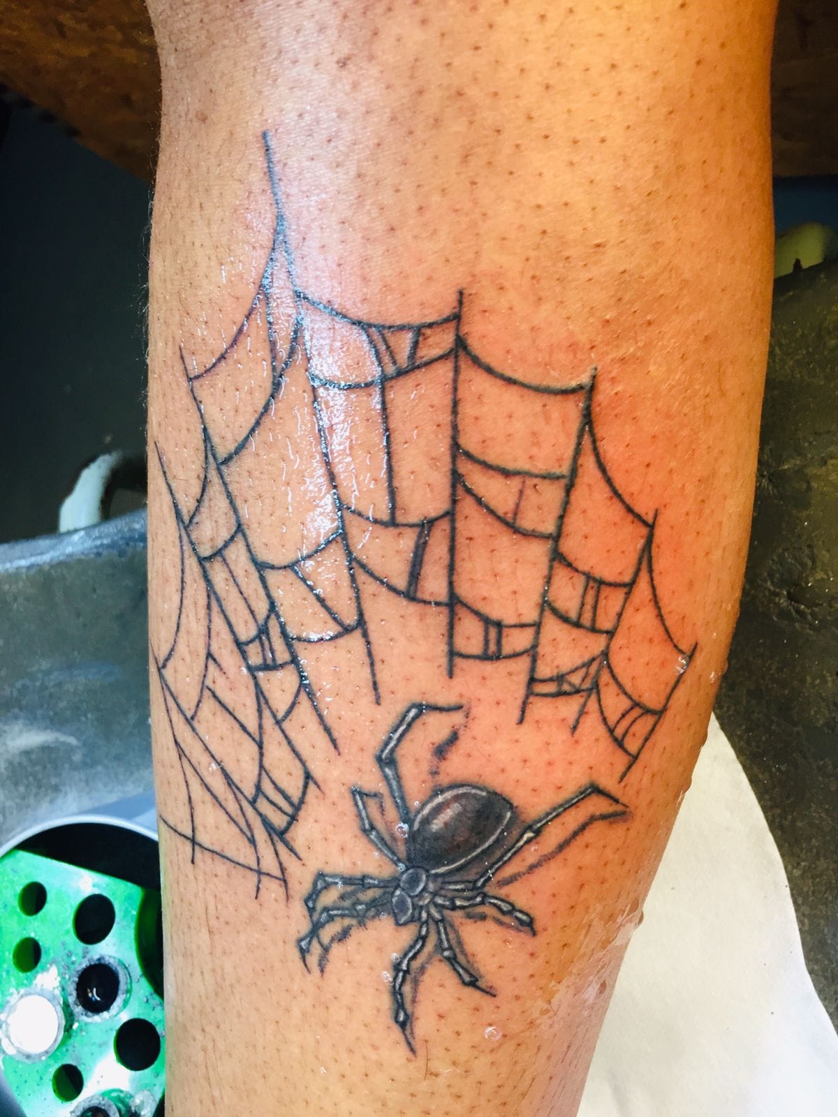 Spider & Web